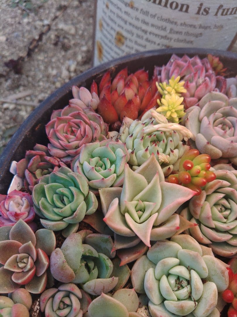 お詫び　確認用