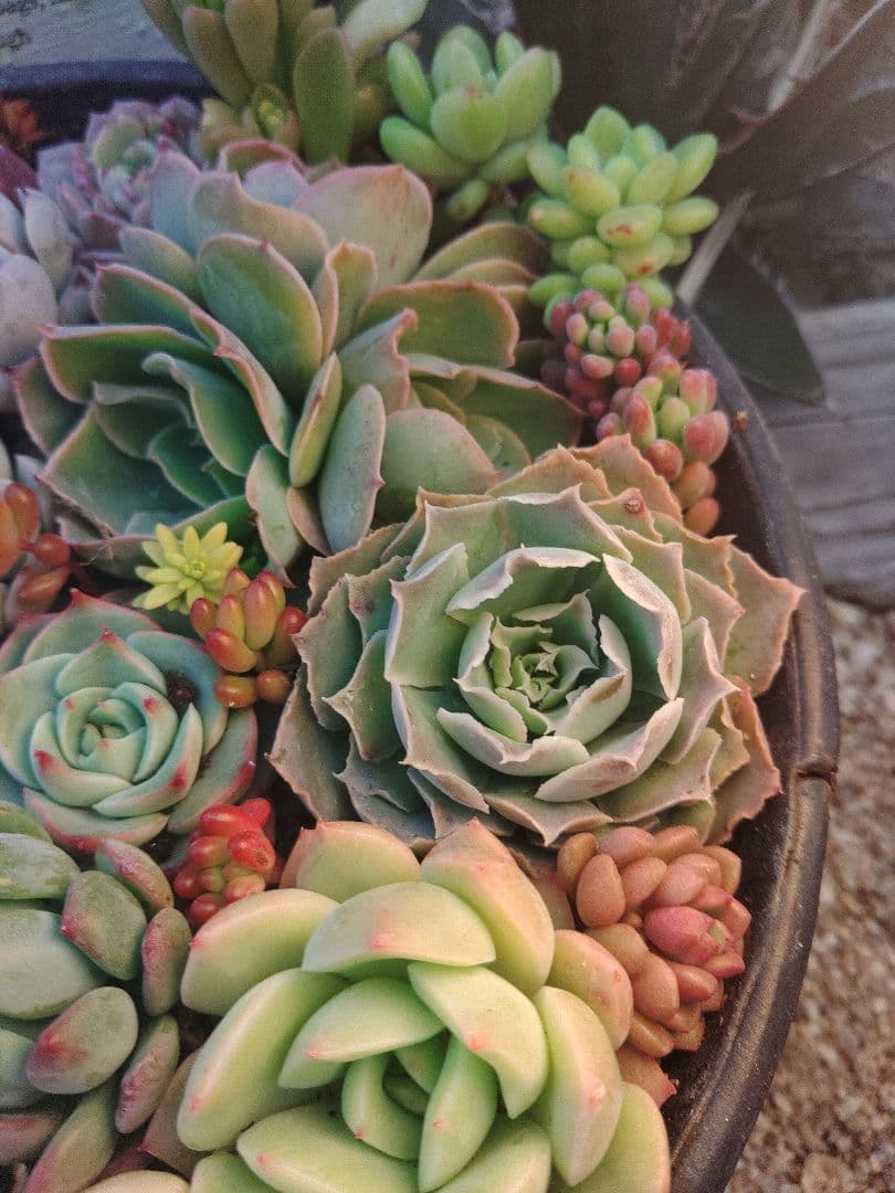 お詫び　確認用