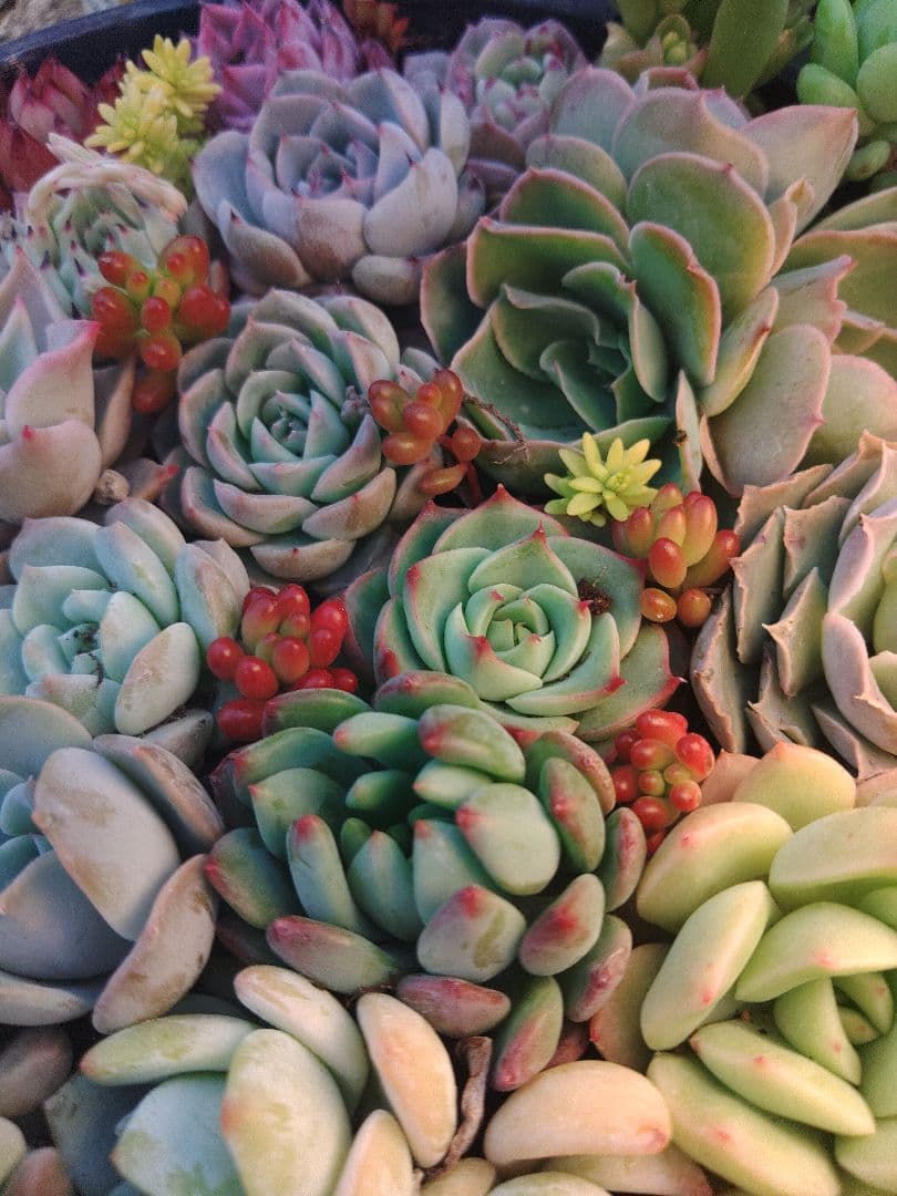 お詫び　確認用