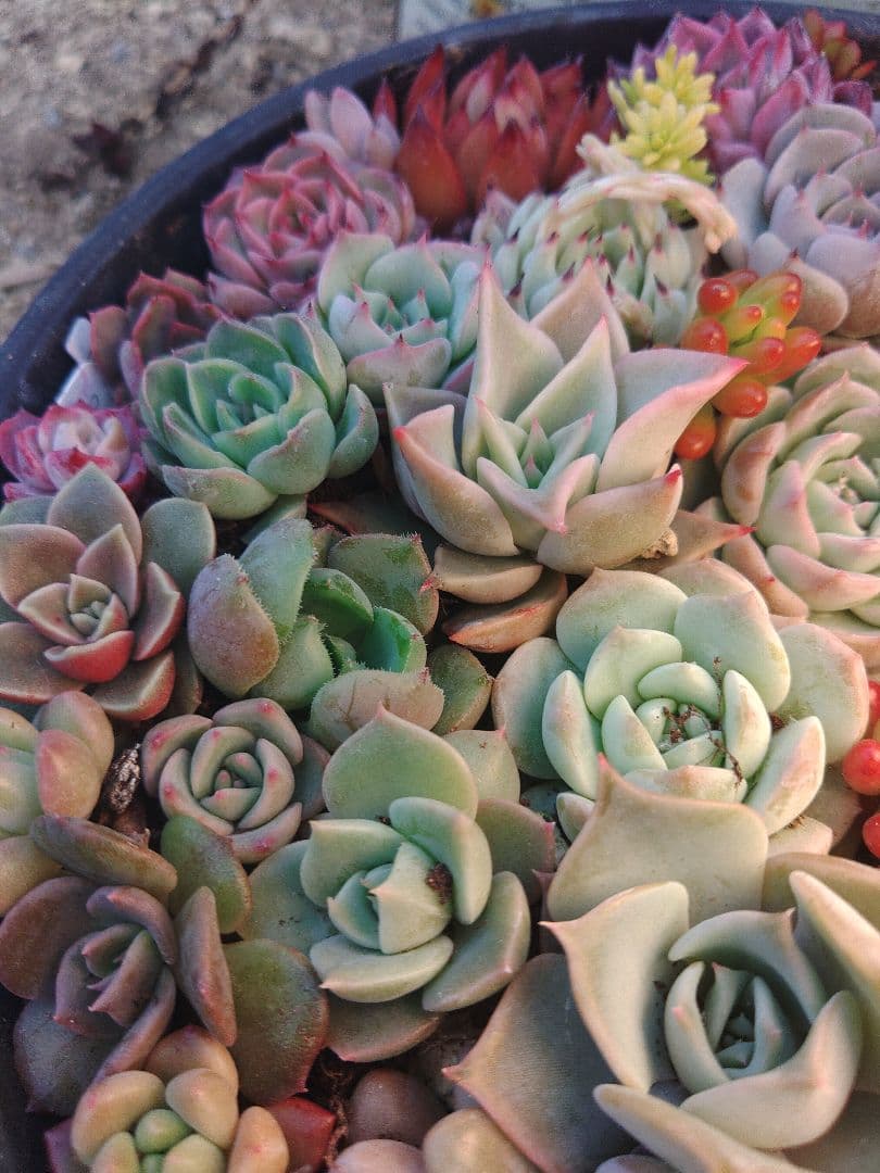 お詫び　確認用