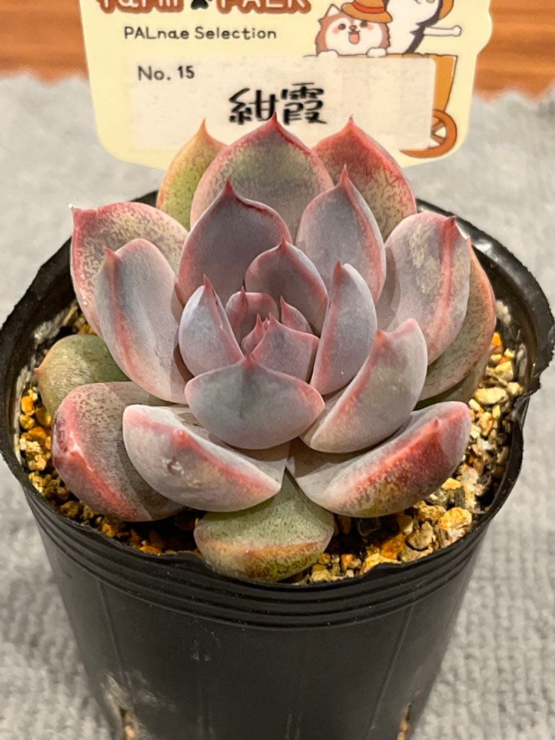 ファームパルクさん紺霞　多肉植物　エケベリア