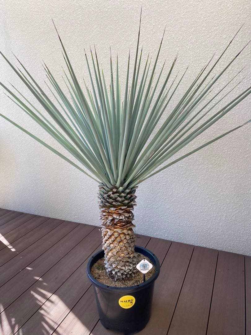 マルデヌベスver.リギダ