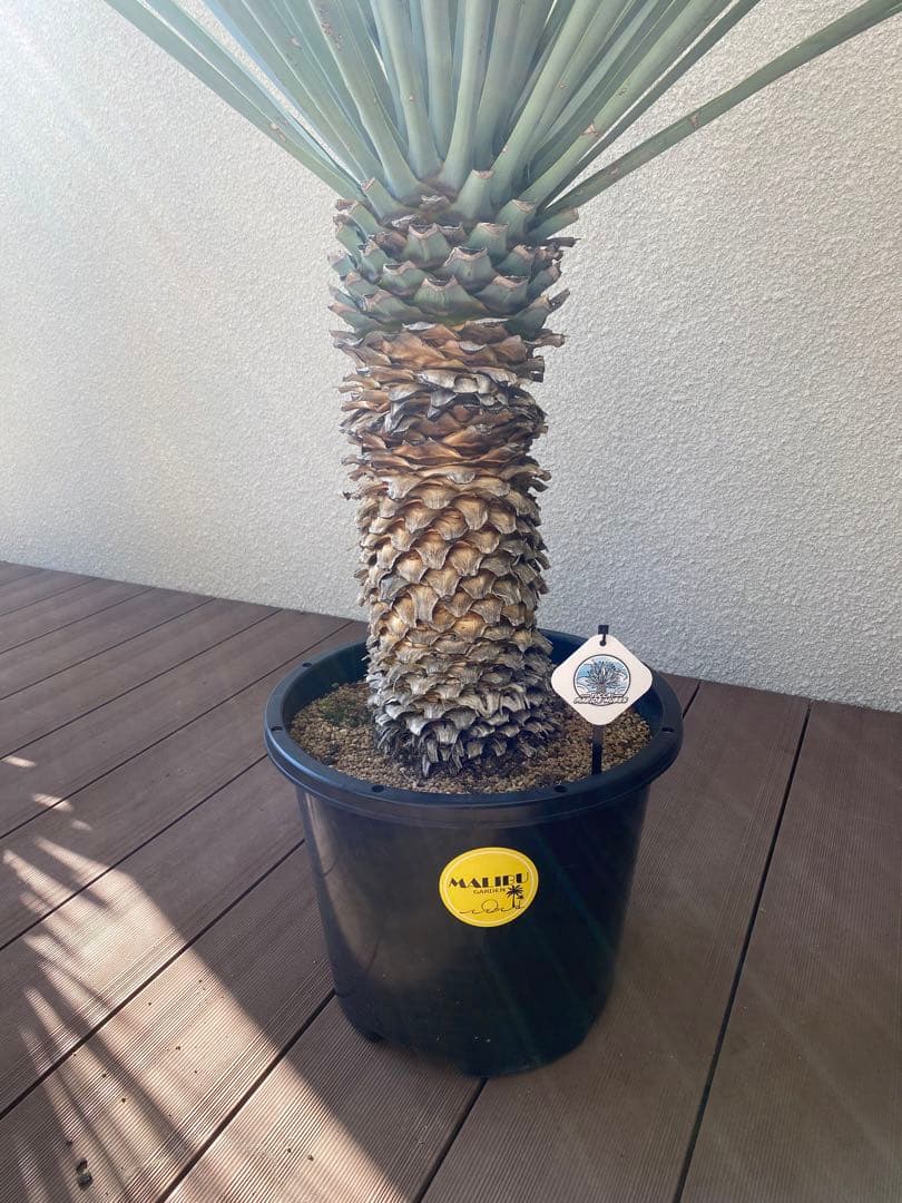 マルデヌベスver.リギダ