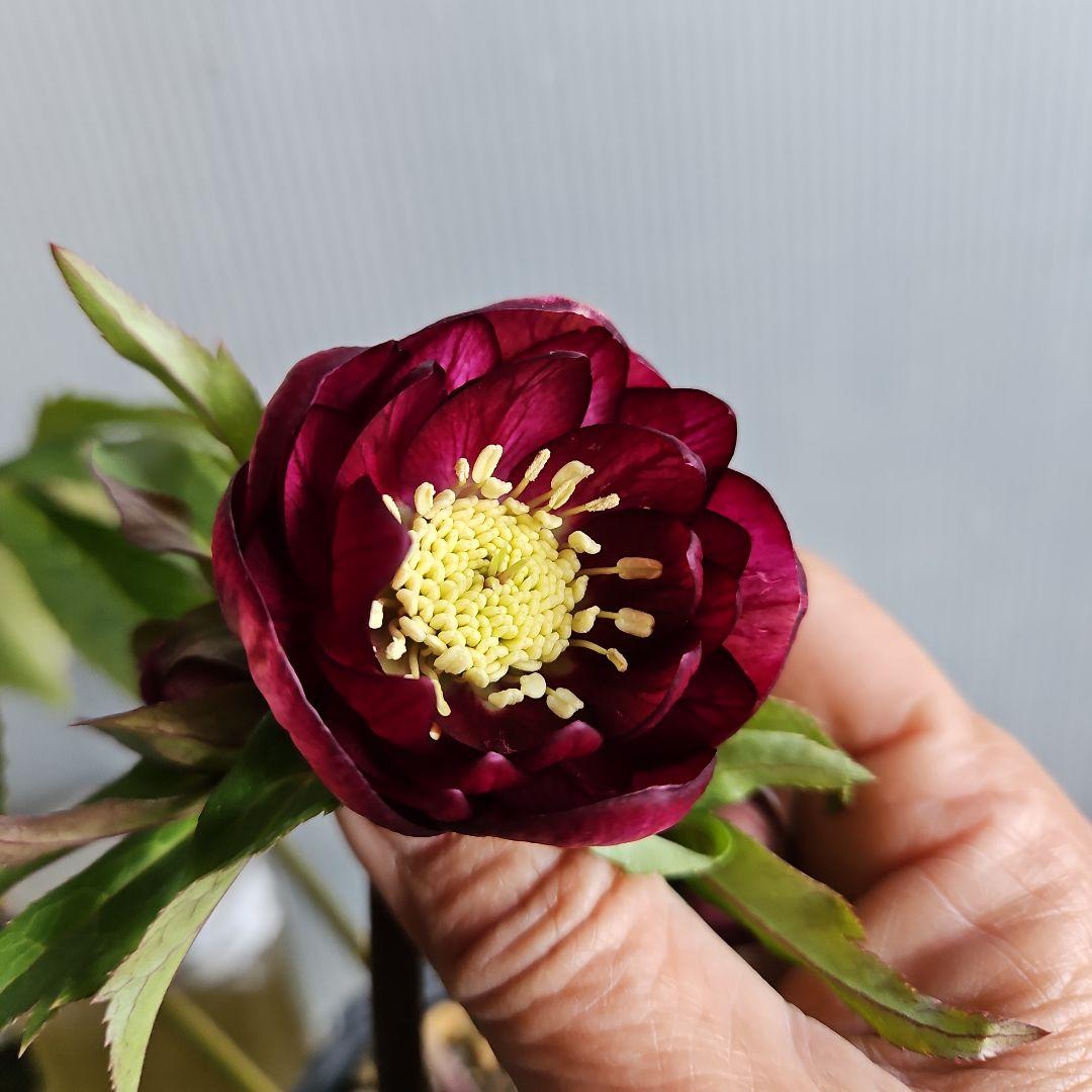 ㉖-508クリスマスローズ