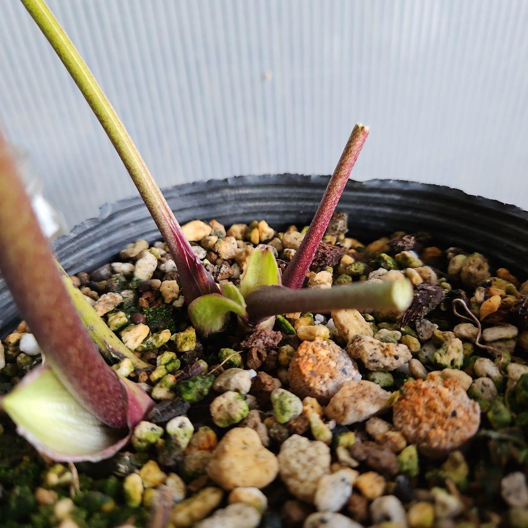 ㉖-508クリスマスローズ