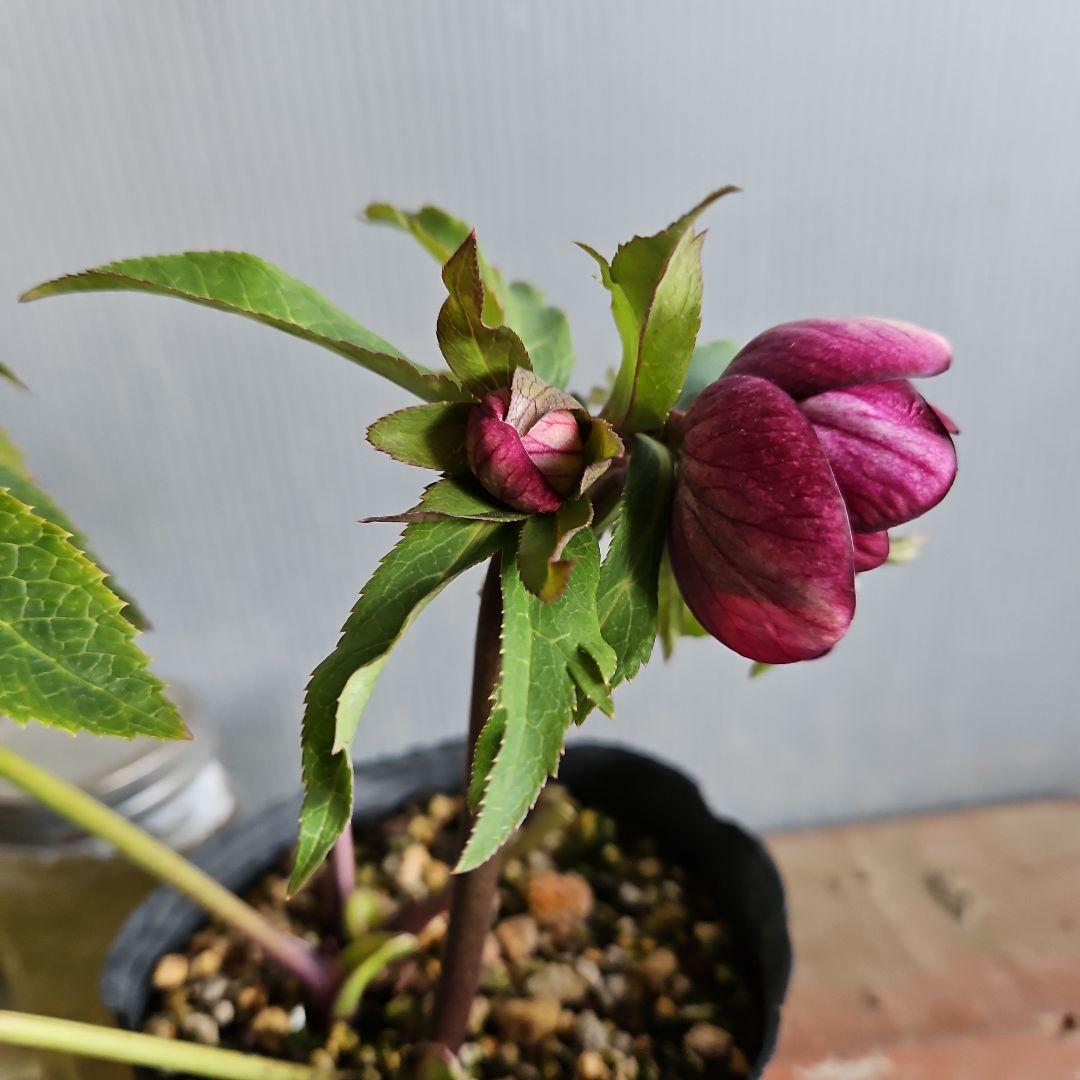 ㉖-508クリスマスローズ