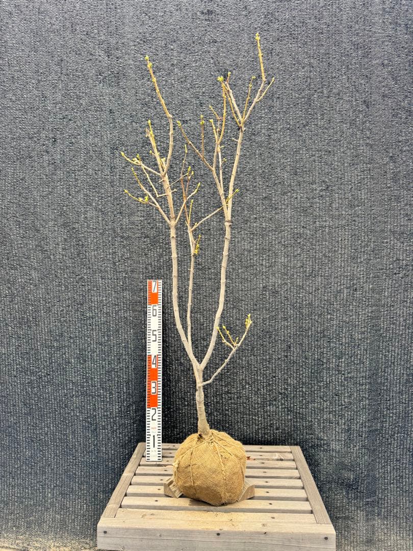 ライラック　白花　【品番3485】