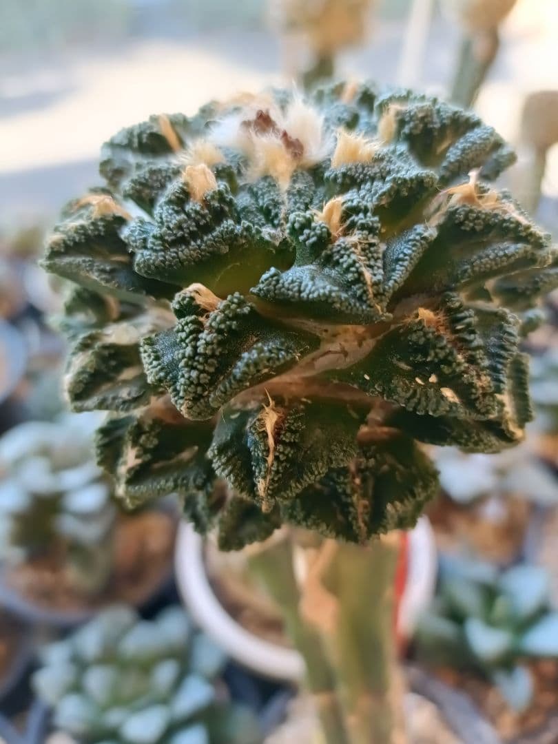 亀甲牡丹　ヒントニー　接ぎ木　アリオカルプス