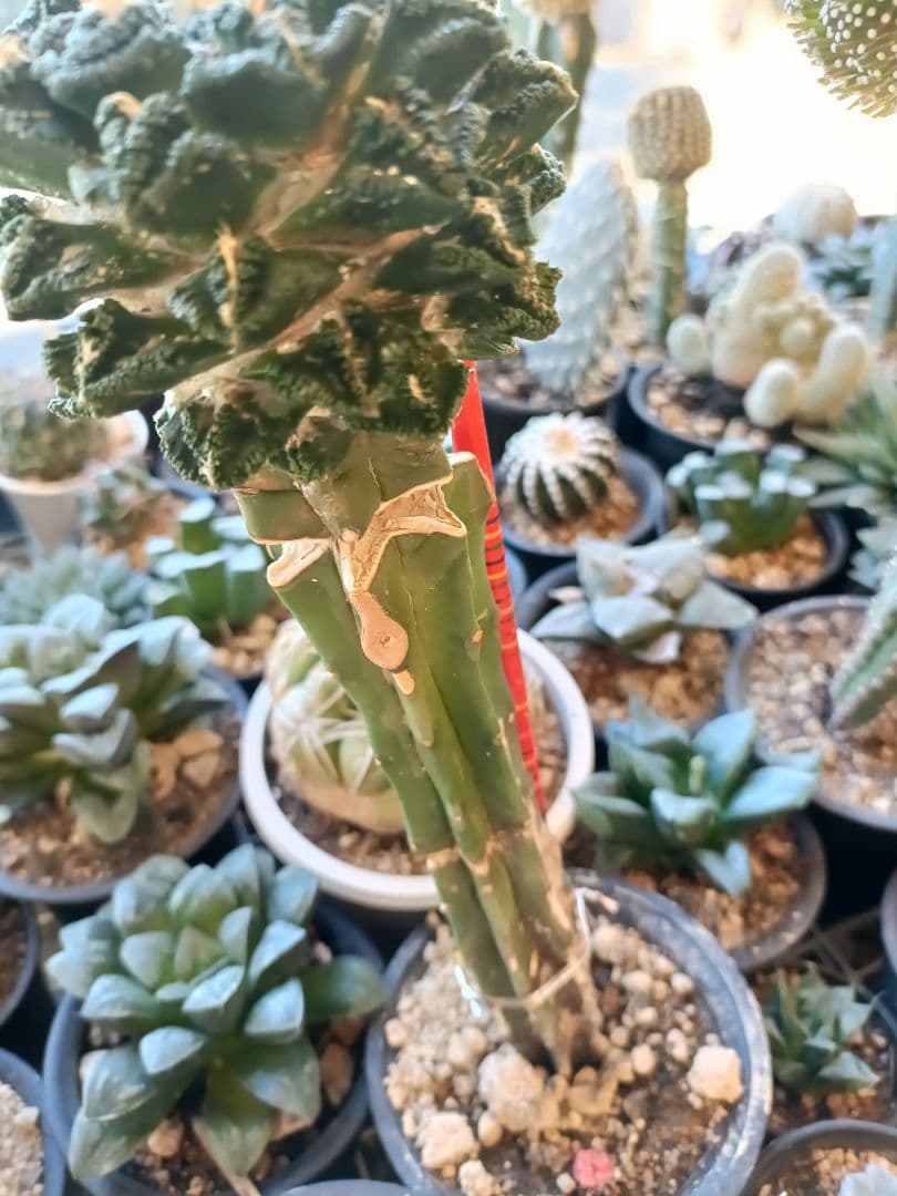 亀甲牡丹　ヒントニー　接ぎ木　アリオカルプス