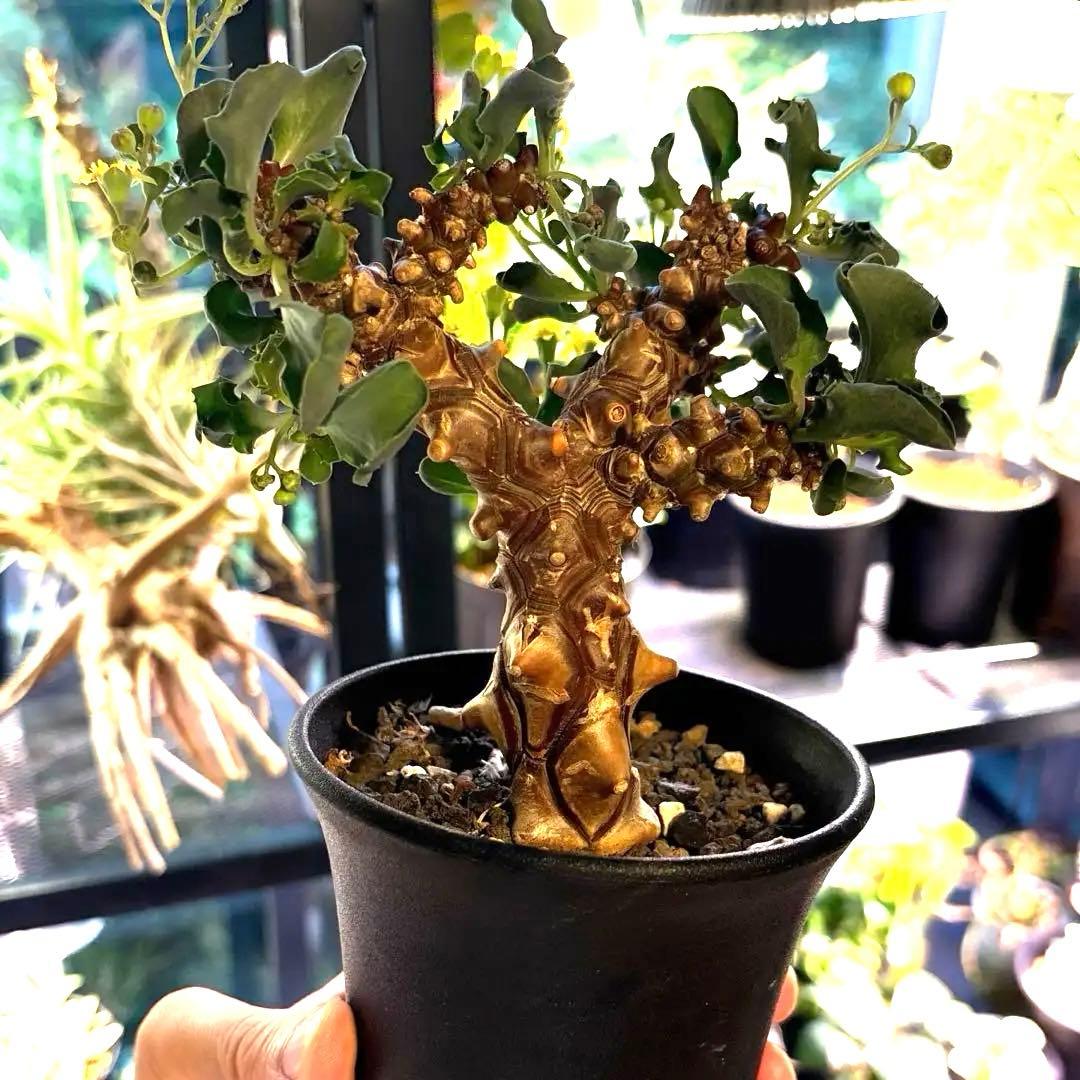 【鉢のまま発送】オトンナ へレー