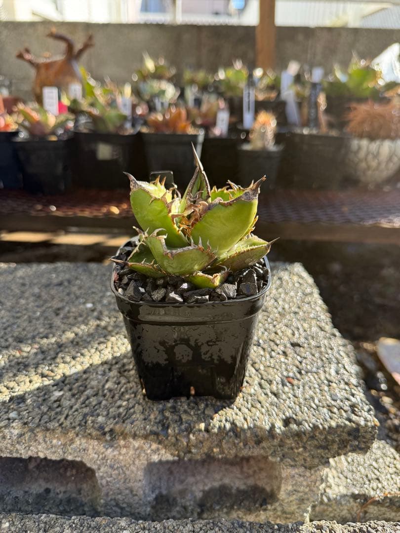 アガベ　南アフリカダイヤモンド　SAD