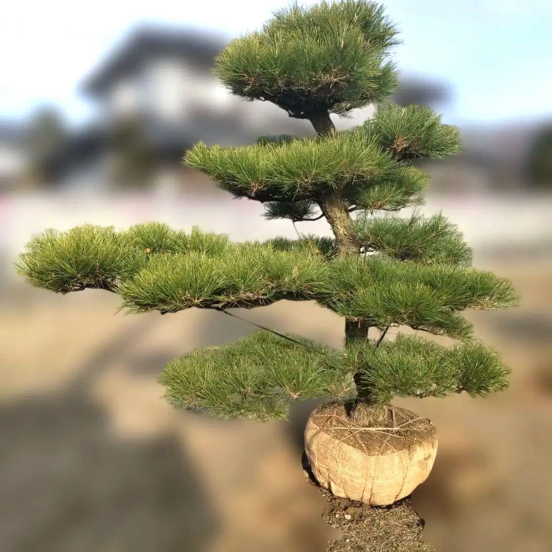 黒松 庭木 樹高210cm ◆ 近畿地方限定送料無料