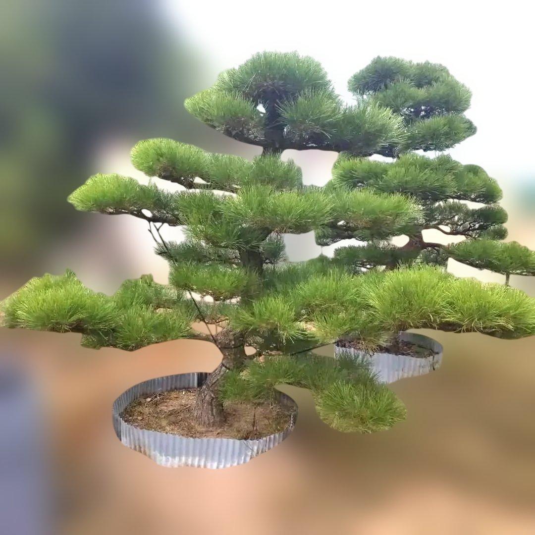 黒松 庭木 樹高210cm ◆ 近畿地方限定送料無料