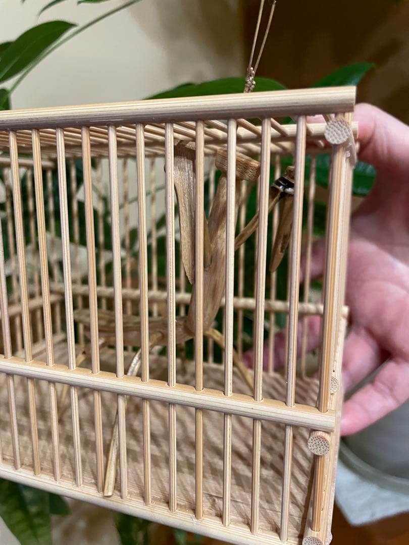 竹細工、虫籠に入ったカマキリ（竹製）
