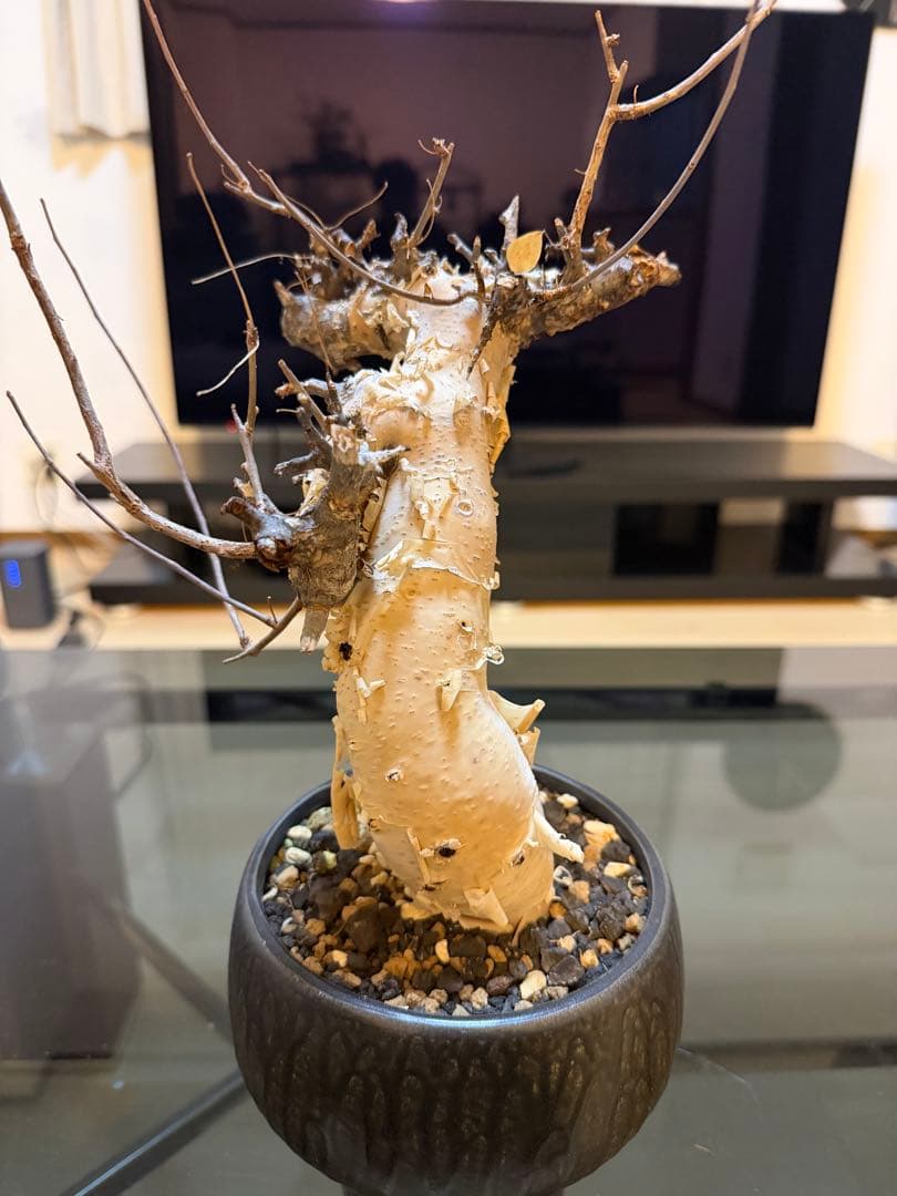 コミュフォラカタフ　ピュア　現地球　発根済