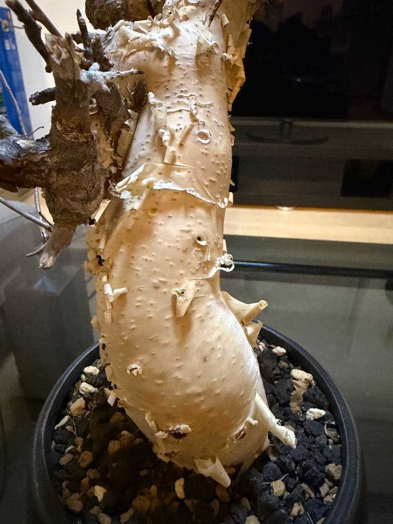 コミュフォラカタフ　ピュア　現地球　発根済