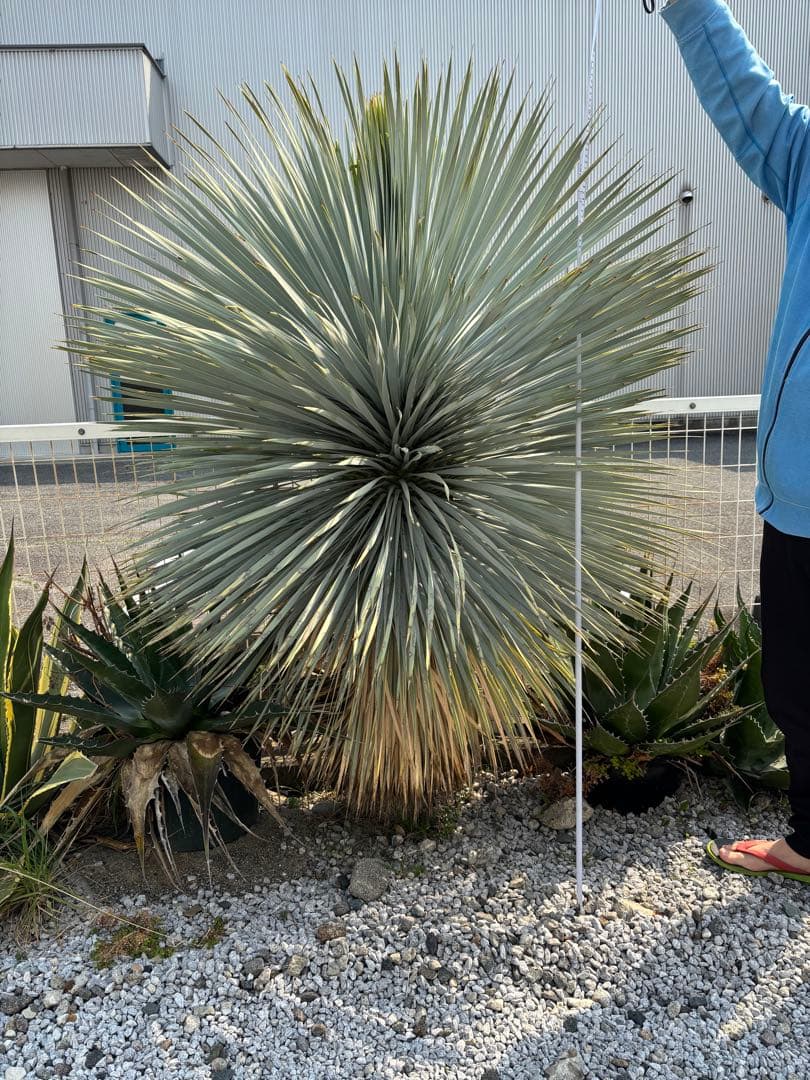 ユッカ ロストラータ