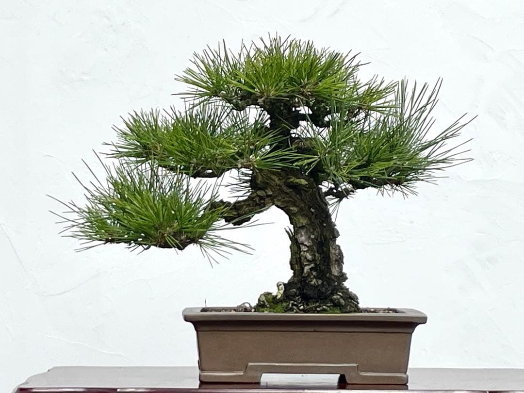 三河盆栽　黒松　盆栽