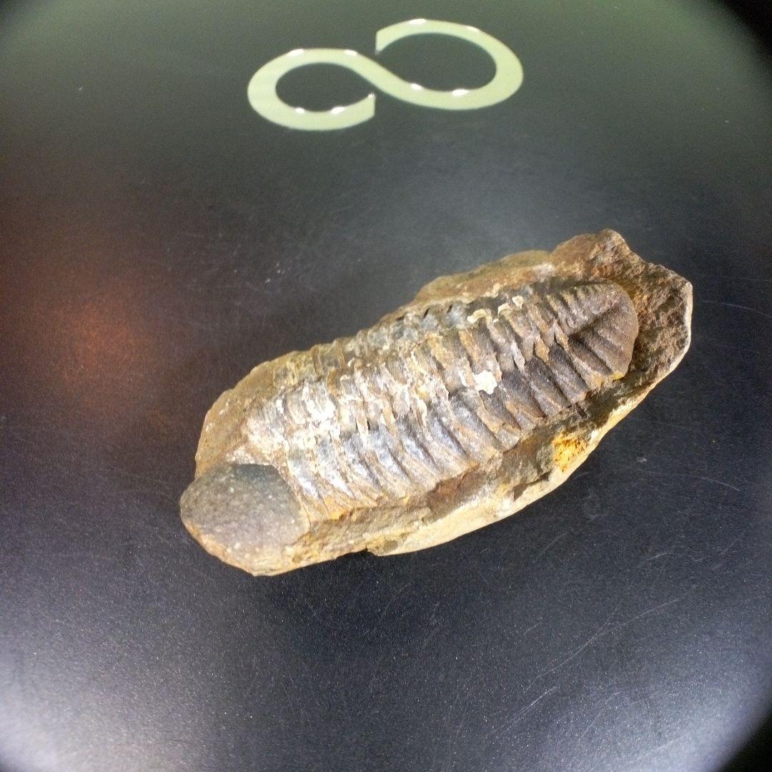 三葉虫　化石　fossil　ボリビア　trilobite　三葉虫綱　三葉虫管理⑤
