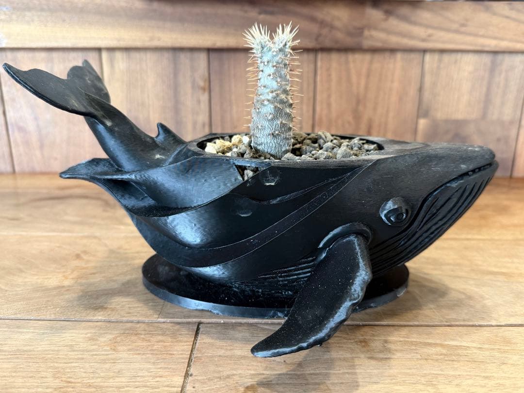 噴水グラキリス。鯨プランター。