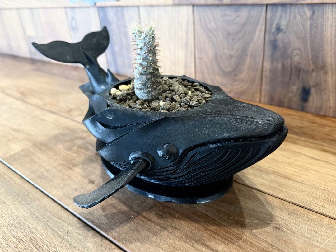 噴水グラキリス。鯨プランター。