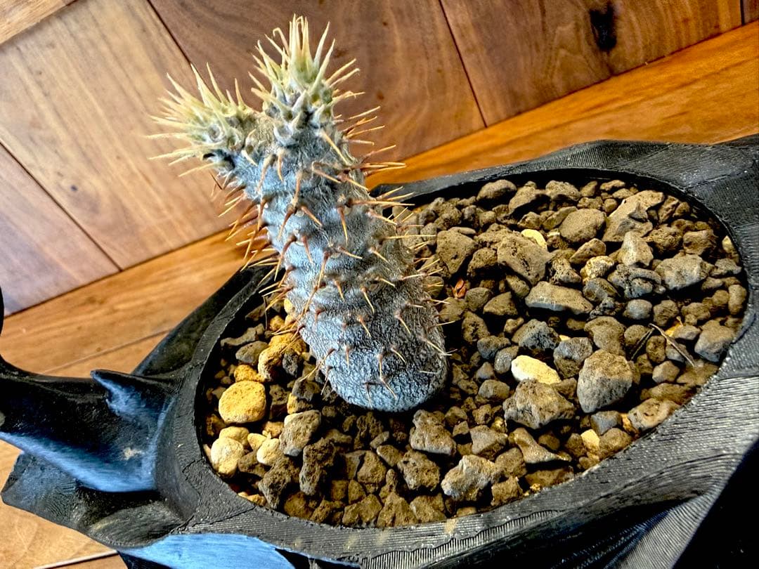 噴水グラキリス。鯨プランター。