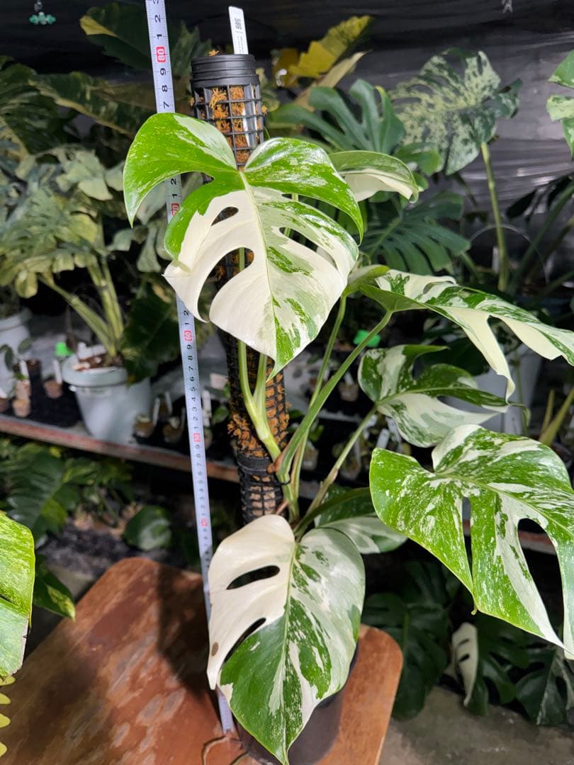 1モンステラ　ボルギシアナ　アルボ　白斑入り　鉢モスポール付き