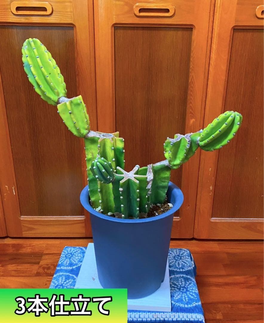 柱サボテン　ブランチ　 3本仕立て