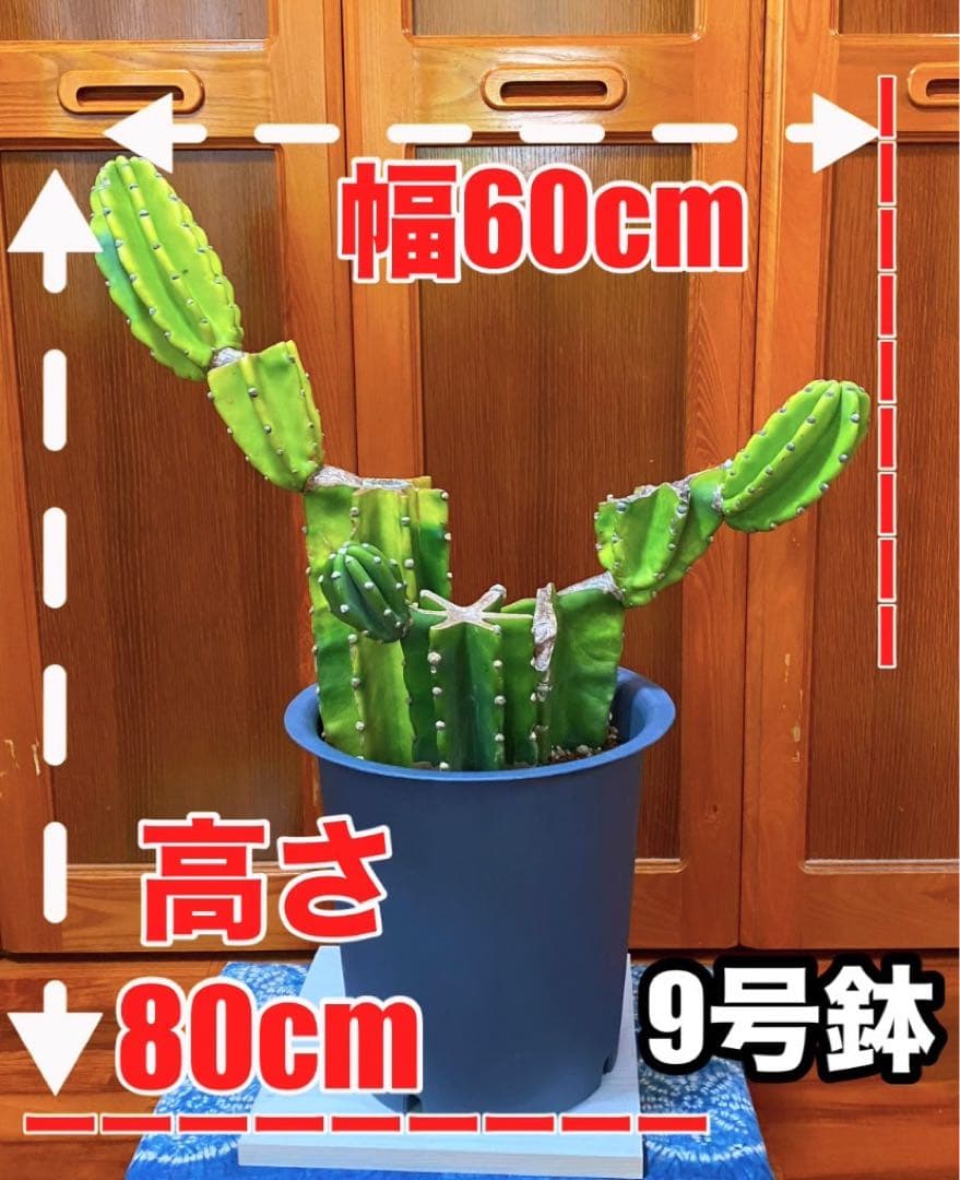 柱サボテン　ブランチ　 3本仕立て