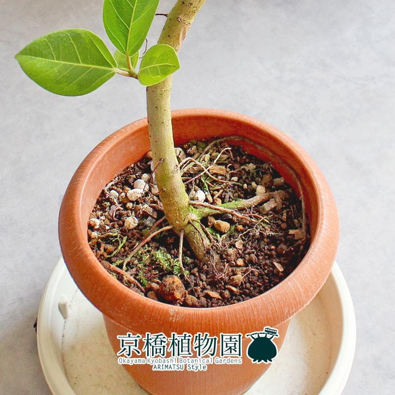 【現品】フィカス・アルテシーマ　7号　曲がり　茶鉢（1）