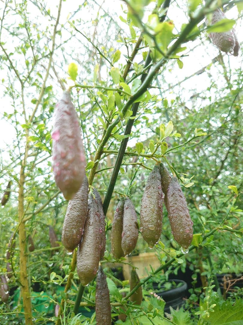 ☆　T☆Mさま専用　フィンガーライム苗木セット　☆