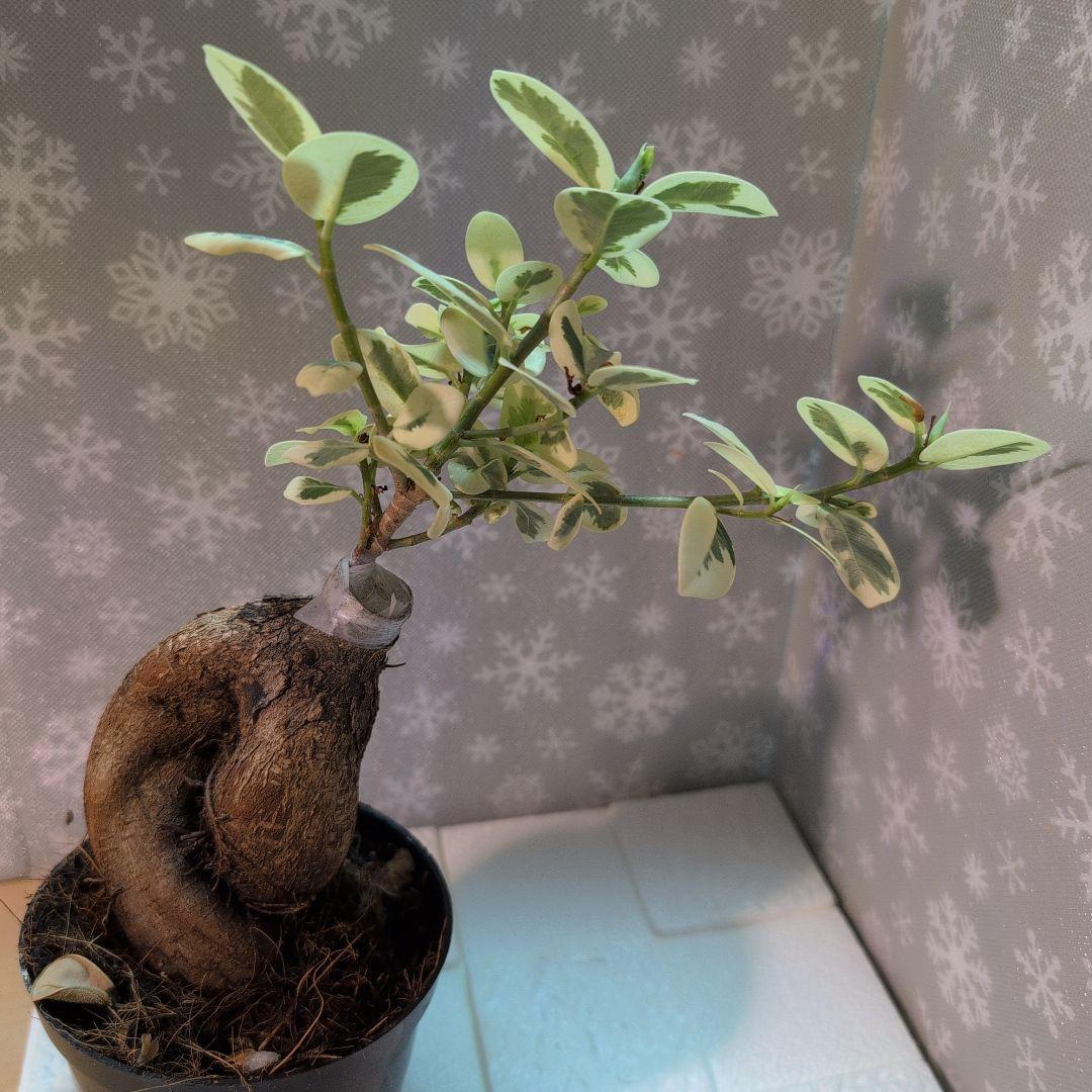 斑入りパンダガジュマル レア観葉植物 曲がった幹 緑とクリーム色の斑入り