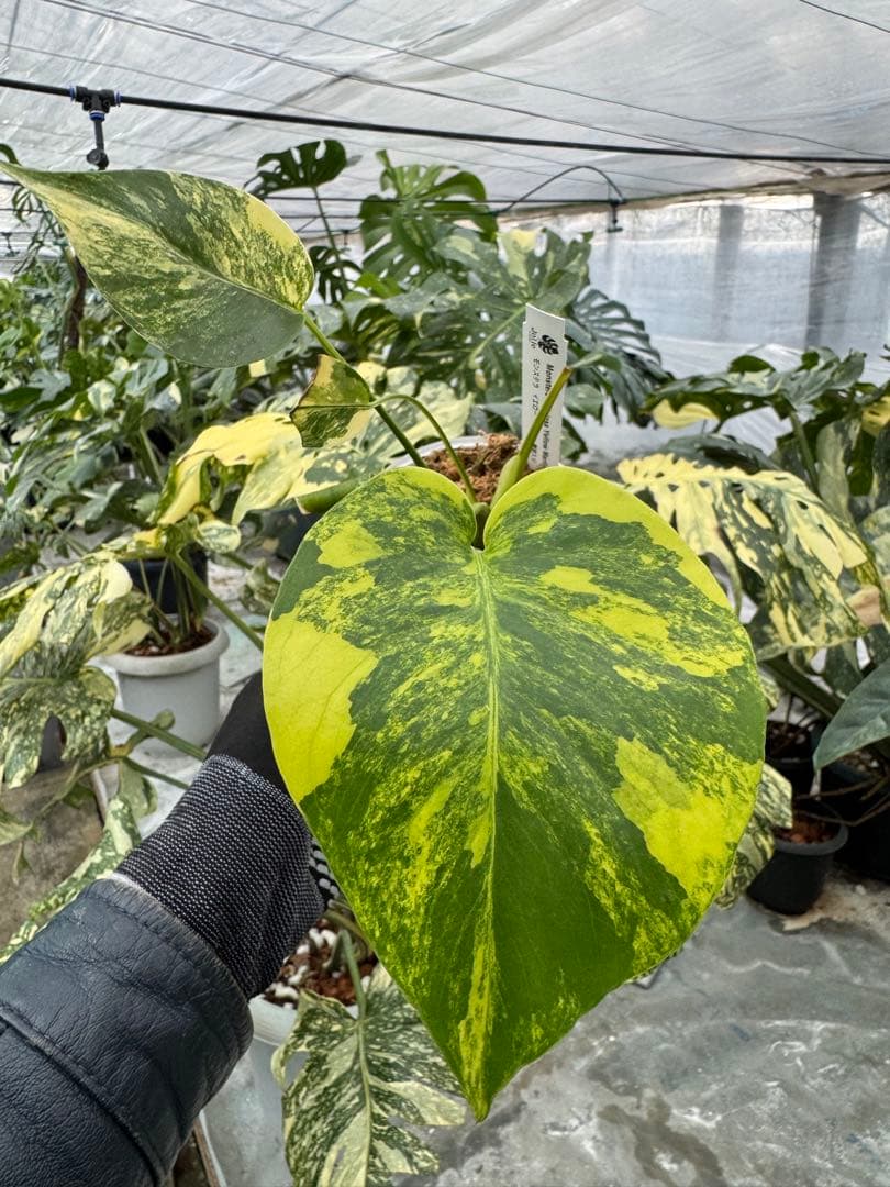z*a様 K1 モンステラ　イエローマリリン　黄斑入り