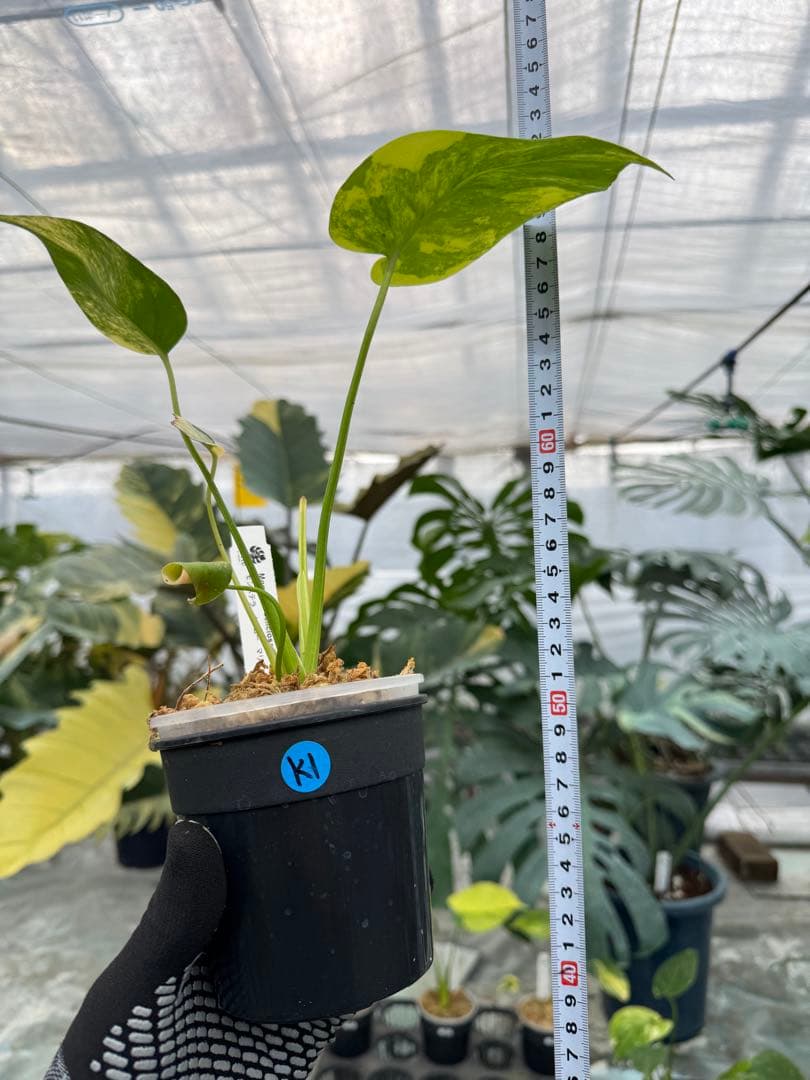 z*a様 K1 モンステラ　イエローマリリン　黄斑入り