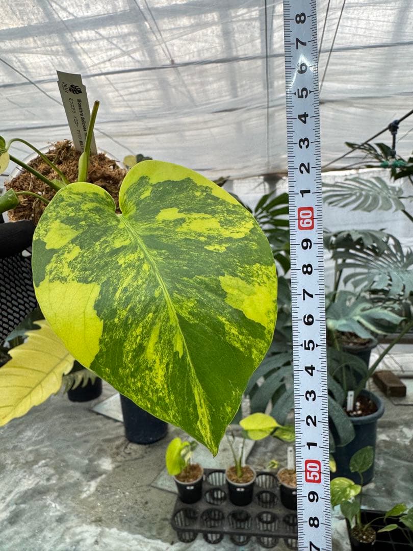 z*a様 K1 モンステラ　イエローマリリン　黄斑入り