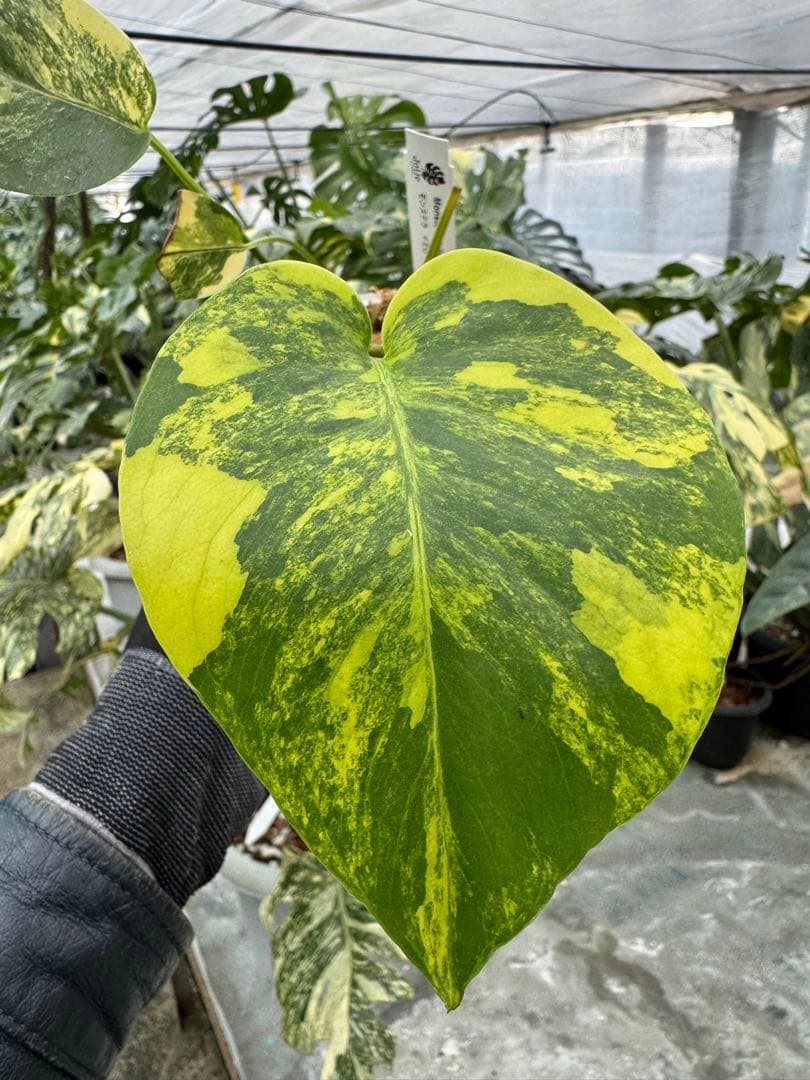 z*a様 K1 モンステラ　イエローマリリン　黄斑入り
