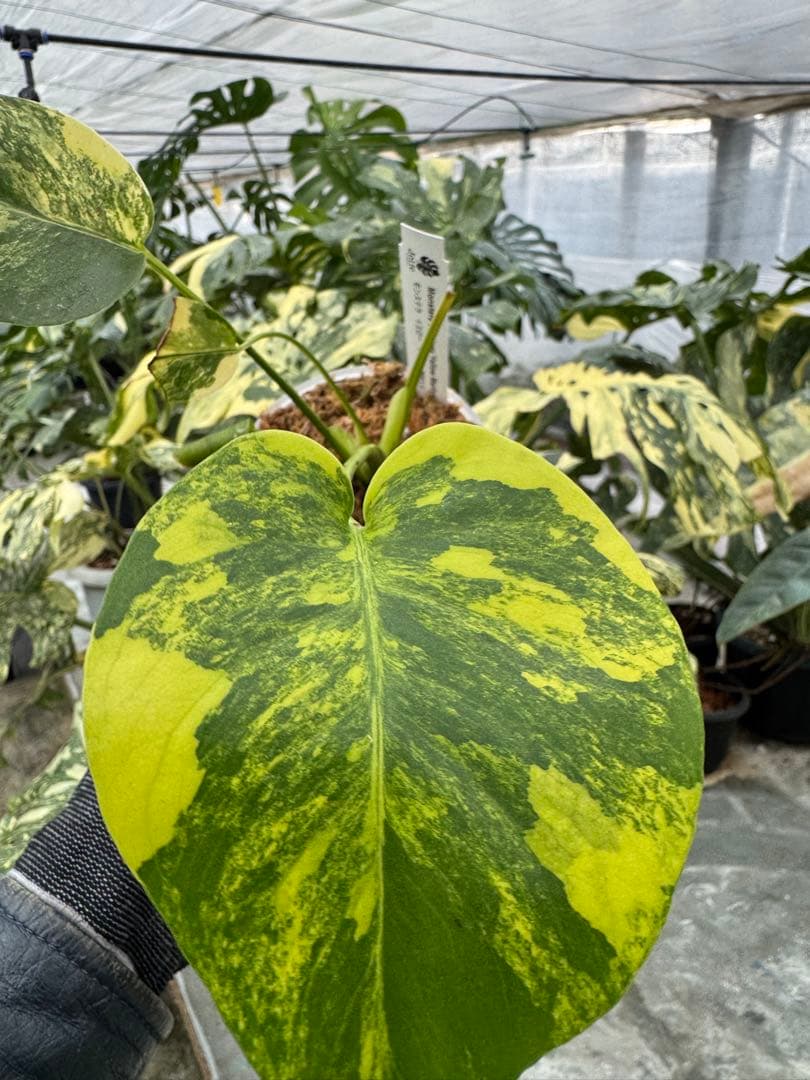 z*a様 K1 モンステラ　イエローマリリン　黄斑入り