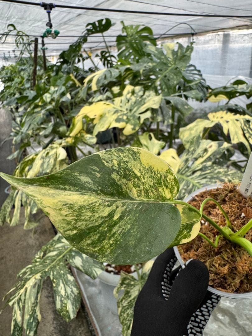 z*a様 K1 モンステラ　イエローマリリン　黄斑入り