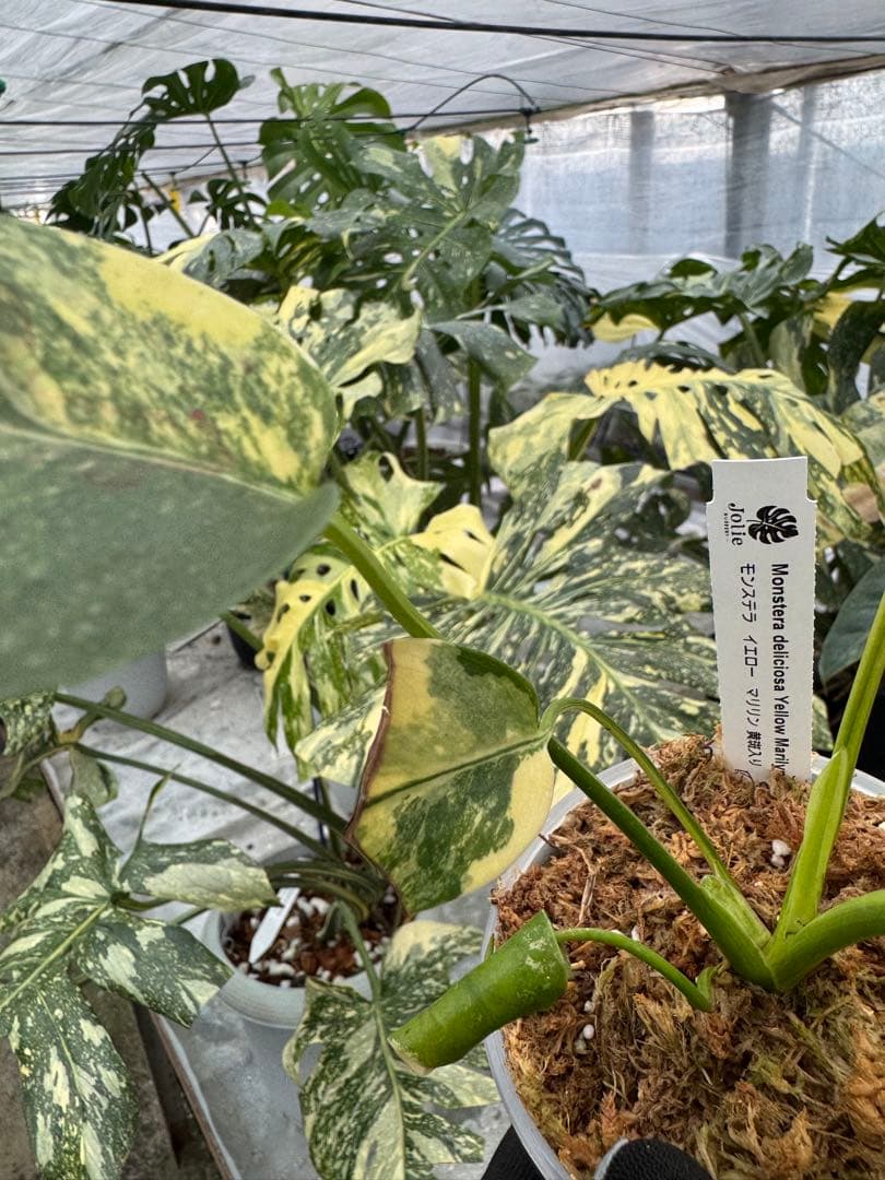 z*a様 K1 モンステラ　イエローマリリン　黄斑入り