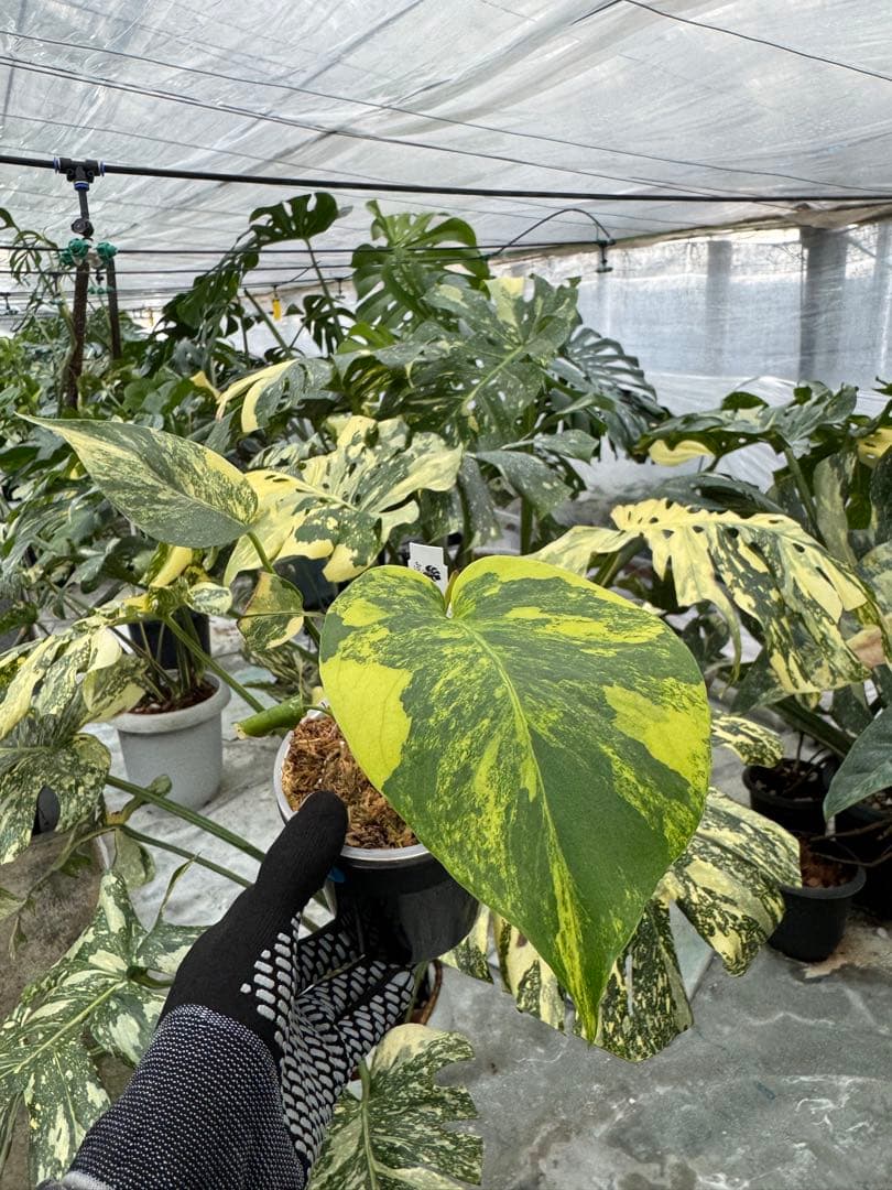 z*a様 K1 モンステラ　イエローマリリン　黄斑入り