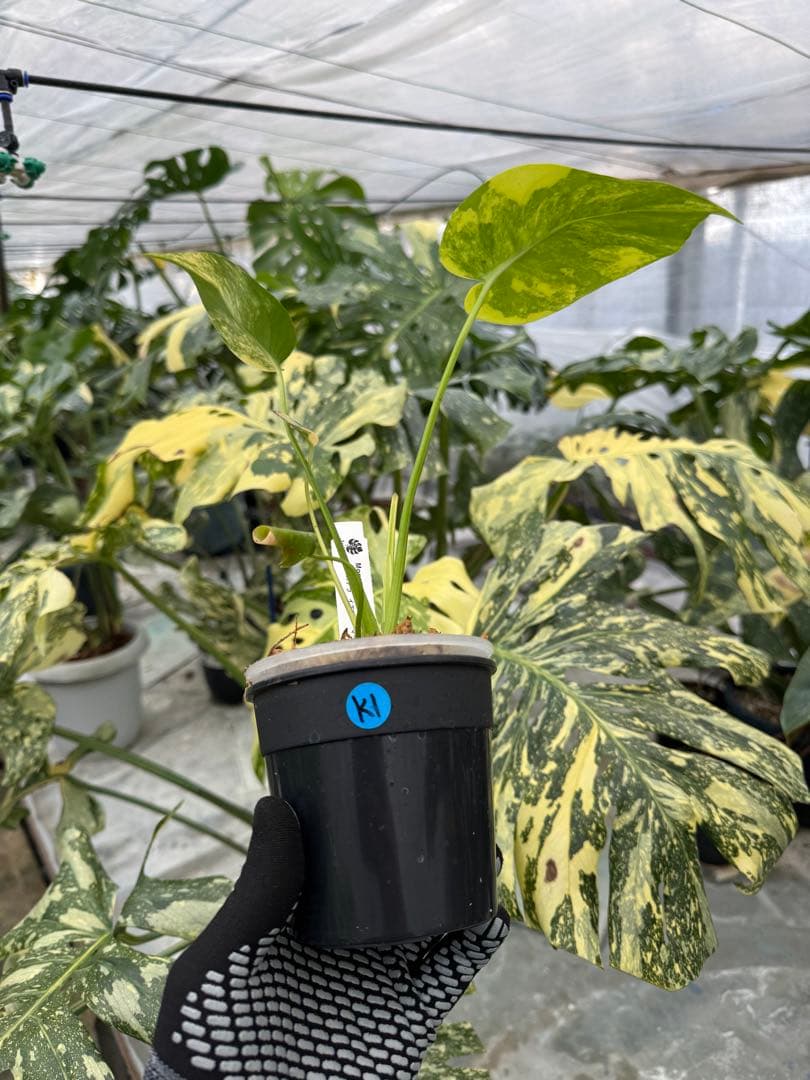 z*a様 K1 モンステラ　イエローマリリン　黄斑入り