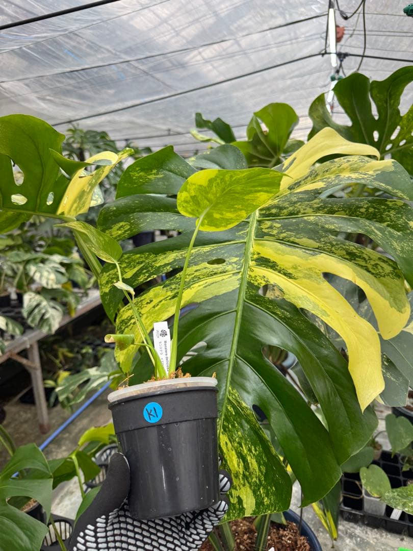 z*a様 K1 モンステラ　イエローマリリン　黄斑入り