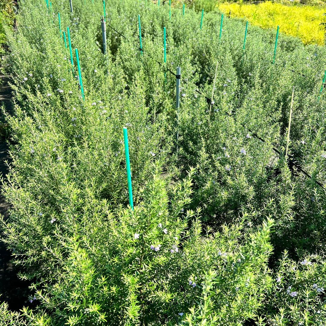 【2本セット‼️】ウエストリンギア ウェストリンギア オーストラリアローズマリー