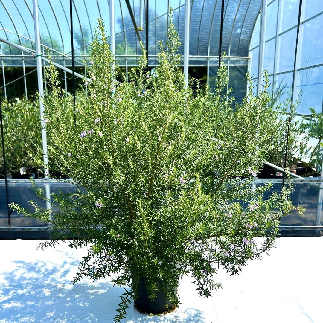 【2本セット‼️】ウエストリンギア ウェストリンギア オーストラリアローズマリー