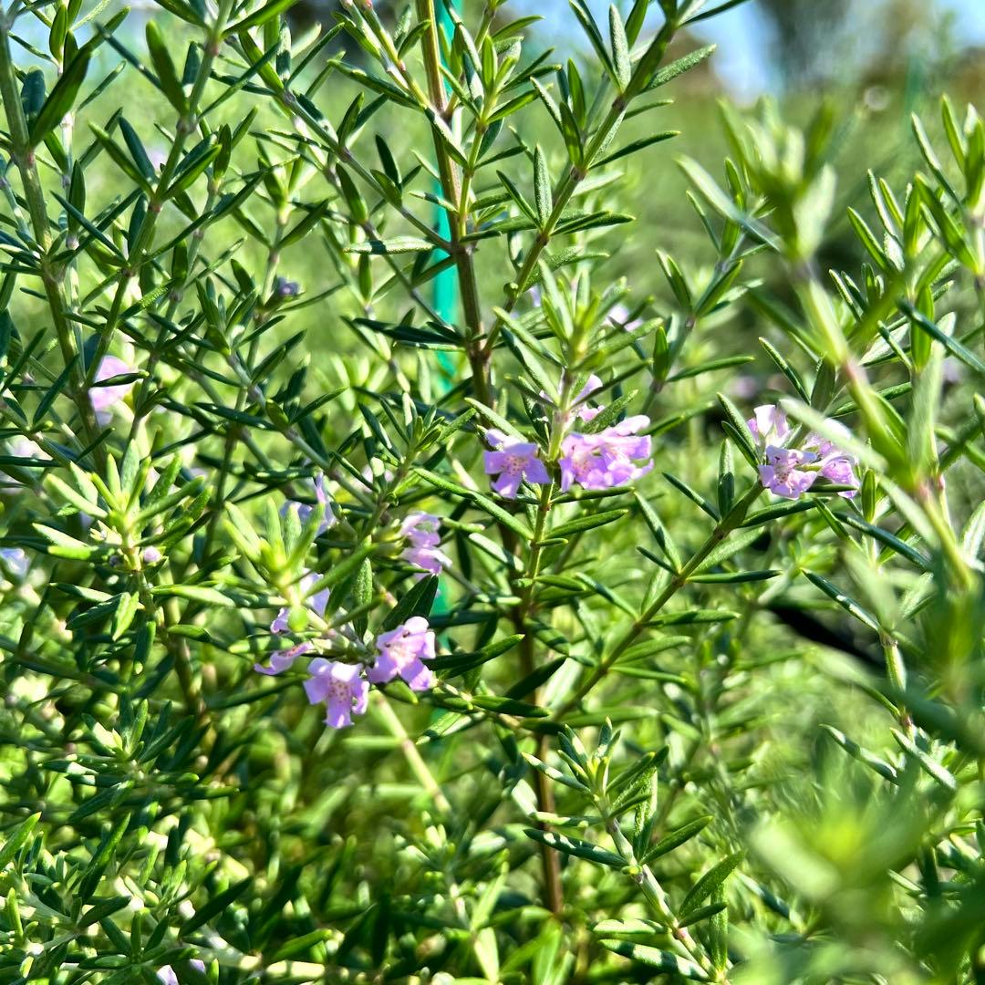 【2本セット‼️】ウエストリンギア ウェストリンギア オーストラリアローズマリー