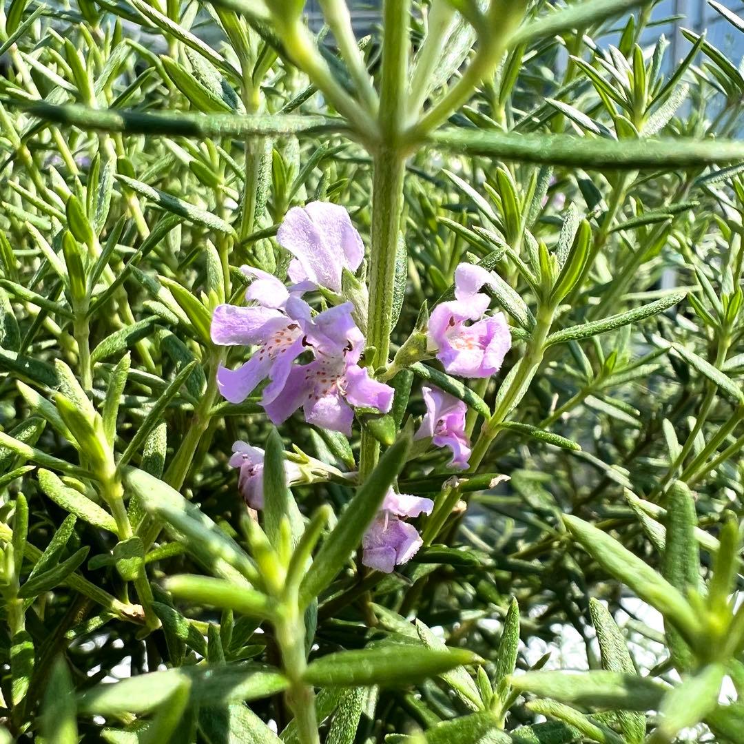 【2本セット‼️】ウエストリンギア ウェストリンギア オーストラリアローズマリー