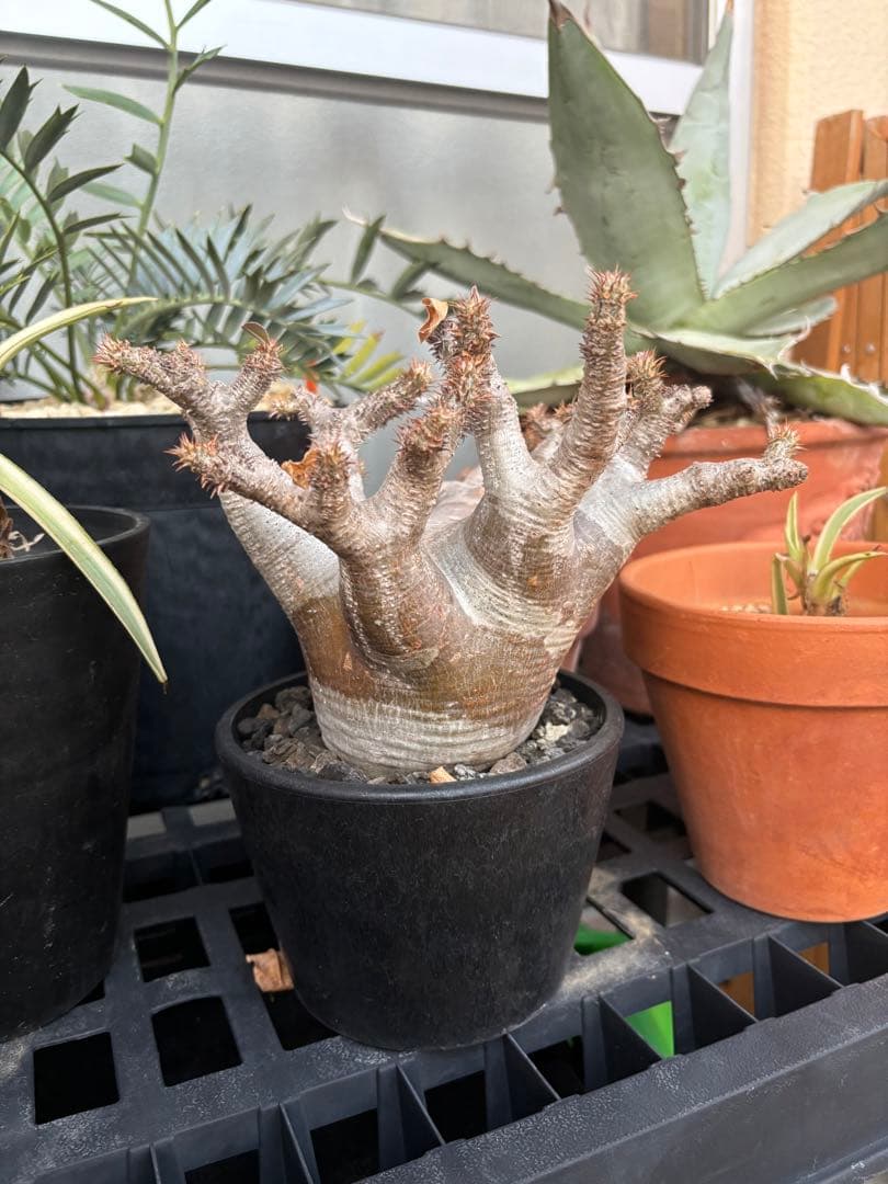 良型！！パキポディウムマカイエンセ