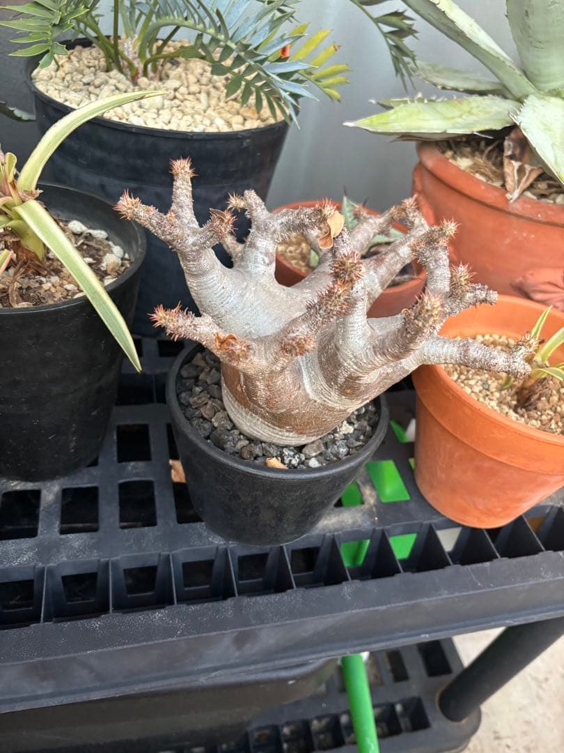 良型！！パキポディウムマカイエンセ