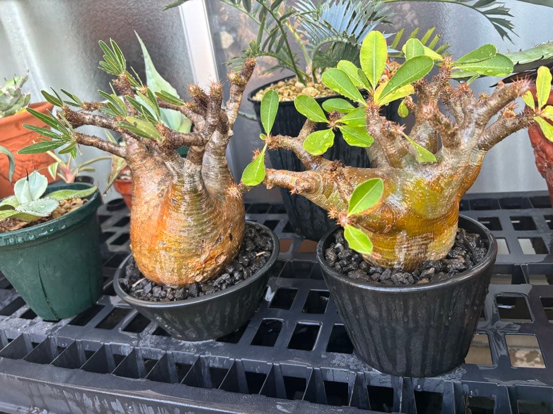 良型！！パキポディウムマカイエンセ