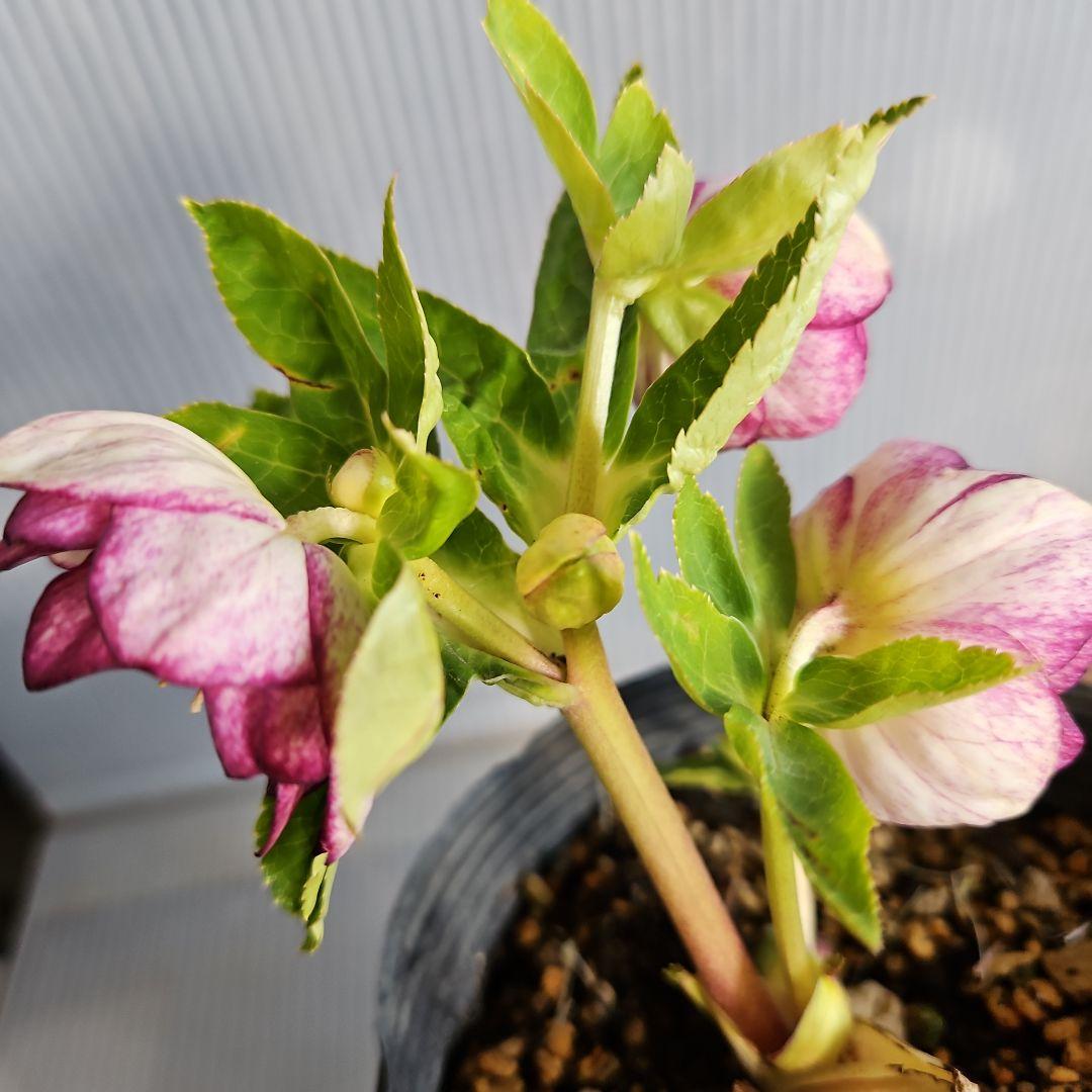 マナティ様ご購入苗㉖-259㉖-312クリスマスローズ